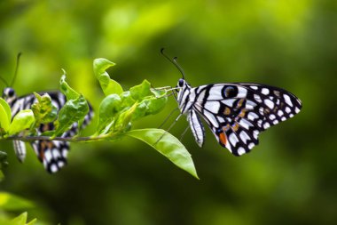 Papilio demoleus 'un Makro resmi yaygın bir limon kelebeği ve kırlangıç kuyruğudur. Aynı zamanda limon kelebeği olarak da bilinir. Bahar mevsiminde çiçek bitkilerinin üzerinde dinlenen kırlangıç kuyruğu.