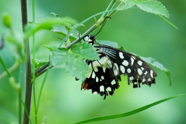 Papilio demoleus 'un Makro resmi yaygın bir limon kelebeği ve kırlangıç kuyruğudur. Aynı zamanda limon kelebeği olarak da bilinir. Bahar mevsiminde çiçek bitkilerinin üzerinde dinlenen kırlangıç kuyruğu.