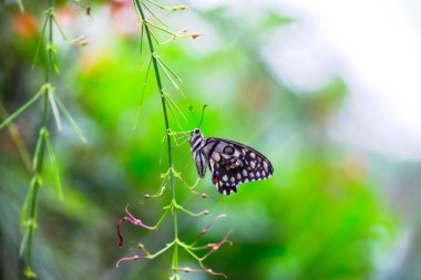 Papilio demoleus 'un Makro resmi yaygın bir limon kelebeği ve kırlangıç kuyruğudur. Aynı zamanda limon kelebeği olarak da bilinir. Bahar mevsiminde çiçek bitkilerinin üzerinde dinlenen kırlangıç kuyruğu.