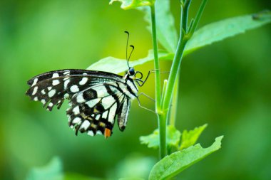 Papilio demoleus 'un Makro resmi yaygın bir limon kelebeği ve kırlangıç kuyruğudur. Aynı zamanda limon kelebeği olarak da bilinir. Bahar mevsiminde çiçek bitkilerinin üzerinde dinlenen kırlangıç kuyruğu.