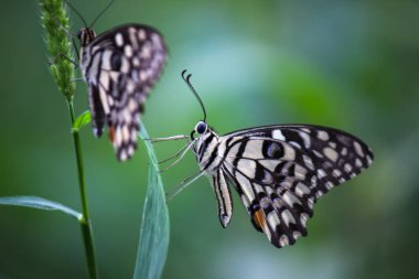 Papilio demoleus 'un Makro resmi yaygın bir limon kelebeği ve kırlangıç kuyruğudur. Aynı zamanda limon kelebeği olarak da bilinir. Bahar mevsiminde çiçek bitkilerinin üzerinde dinlenen kırlangıç kuyruğu.
