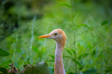 Doğal yaşam alanında Sığır Egret Portresi