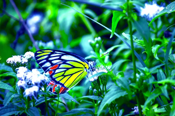 春の蜜のための花の植物を訪れるディーリアス ユーカリスやジーゼベル蝶 — ストック写真