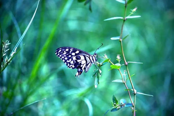 Makroobraz Papilio Demoleus Jest Pospolitym Motylem Wapiennym Szeroko Rozpowszechnionym Jaskółczym — Zdjęcie stockowe