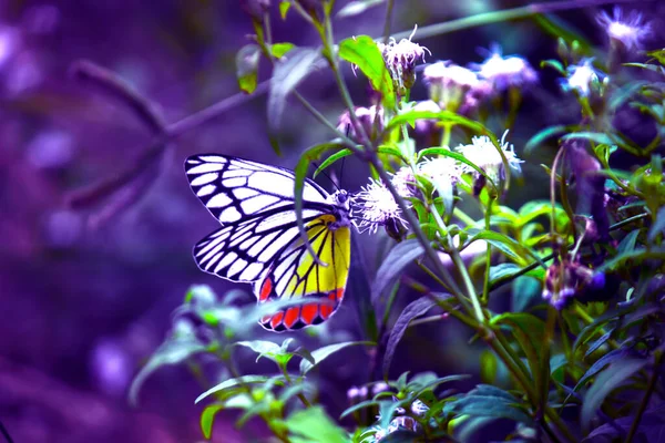 春の蜜のための花の植物を訪れるディーリアス ユーカリスやジーゼベル蝶 — ストック写真