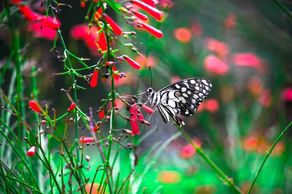 Imagen Macro Papilio Demoleus Una Mariposa Común Lima Cola Golondrina —  Fotos de Stock