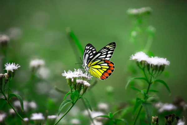 Delias Eucharis Papillon Jezebel Visitant Les Plantes Fleurs Pour Nectar — Photo