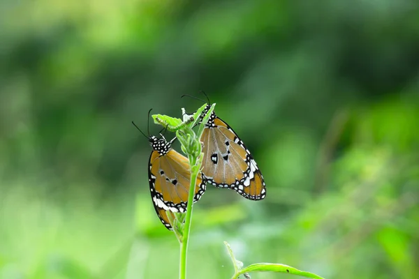 Zwykły Tygrys Danaus Chrysippus Motyl Odwiedzając Kwiaty Przyrodzie Wiosną — Zdjęcie stockowe