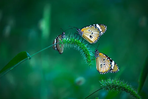 春の自然の中で花を訪れるプレインタイガー ダナウス クリスピス蝶 — ストック写真
