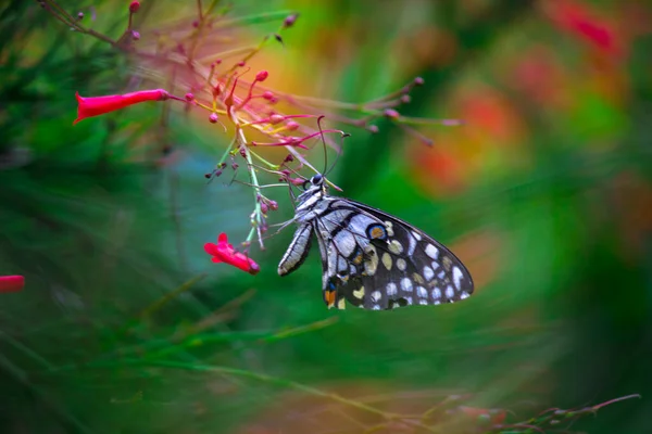 Макропортрет Papilio Demoleus Обыкновенная Бабочка Широко Распространенная Ласточка Известный Лимонная — стоковое фото