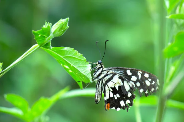 Papilio Demoleus Makro Resmi Yaygın Bir Limon Kelebeği Kırlangıç Kuyruğudur — Stok fotoğraf