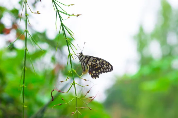 Macro Image Papilio Demoleus Est Papillon Commun Tilleul Hirondelle Répandue — Photo