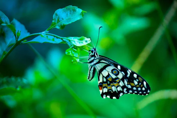 Macro Foto Van Papilio Demoleus Een Gewone Kalkvlinder Wijdverspreide Zwaluwstaart — Stockfoto