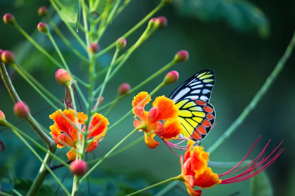 Delias Eucharis Lub Motyl Jezebel Odwiedzających Rośliny Kwiatowe Nektar Sezonie — Zdjęcie stockowe