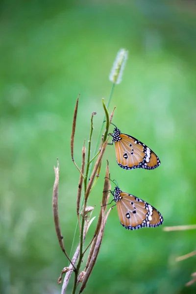 Plain Tiger Danaus Chrysippus Motýl Návštěvě Květin Přírodě Během Jara — Stock fotografie