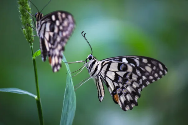 Makro Bild Papilio Demoleus Vanlig Lime Fjäril Och Utbredd Svälja — Stockfoto