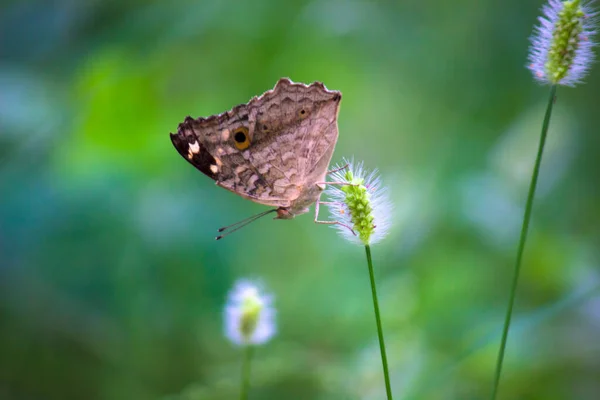 Plain Tiger Danaus Chrysippus Vlinder Bezoeken Bloemen Natuur Lente — Stockfoto