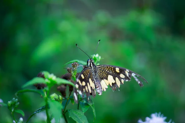 番石榴的宏观图片是一种常见的石灰蝴蝶和广泛的燕尾 也被称为柠檬蝴蝶 和弯曲的燕尾 在春季休息在花卉植物上 — 图库照片
