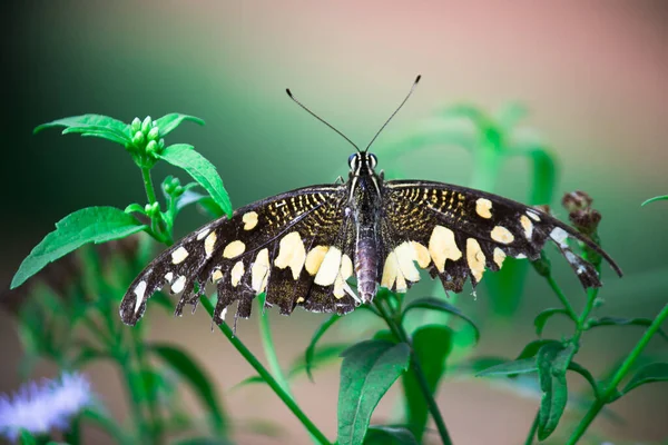 番石榴的宏观图片是一种常见的石灰蝴蝶和广泛的燕尾 也被称为柠檬蝴蝶 和弯曲的燕尾 在春季休息在花卉植物上 — 图库照片