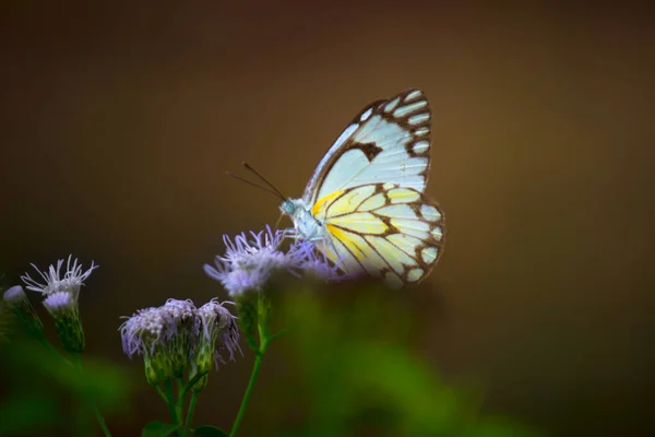 Jezebel Papillon Visiter Les Plantes Fleurs Pour Nectar Pendant Printemps — Photo