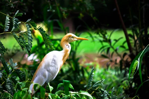 Retrato Cattle Egret Seu Habitat Natural — Fotografia de Stock