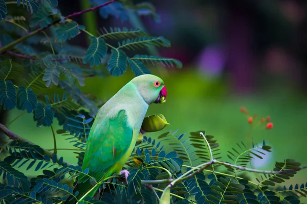 Portrait Cute Rose Ringed Parakeet Also Known Green Parrot Sitting — Stock Photo, Image
