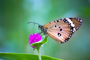 Kaplan kelebeğinin resmi ya da çiçek bitkilerinin üzerinde dinlenen Danaus Kelebeği olarak da bilinir.