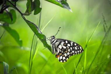 Limon kelebeği, limon kırlangıcı ve çiçek bitkilerinin üzerinde dinlenen kırlangıç kuyruğu..