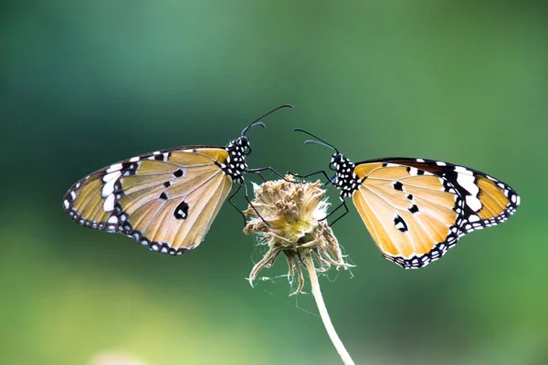 Image Tiger Butterfly Also Known Danaus Chrysippus Butterfly Resting Flower — Stock Photo, Image