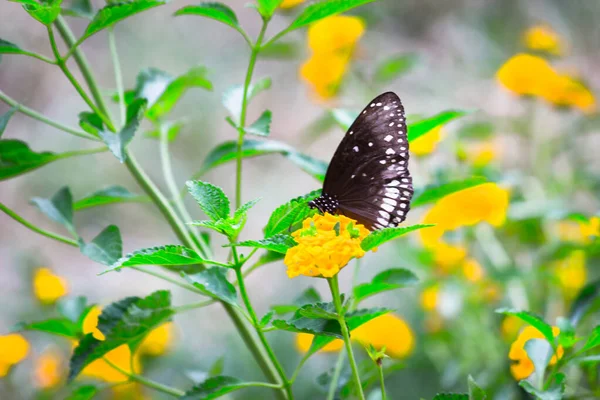 Papillon Corbeau Reposant Magnifiquement Sur Les Fleurs Souci Dans Nature — Photo