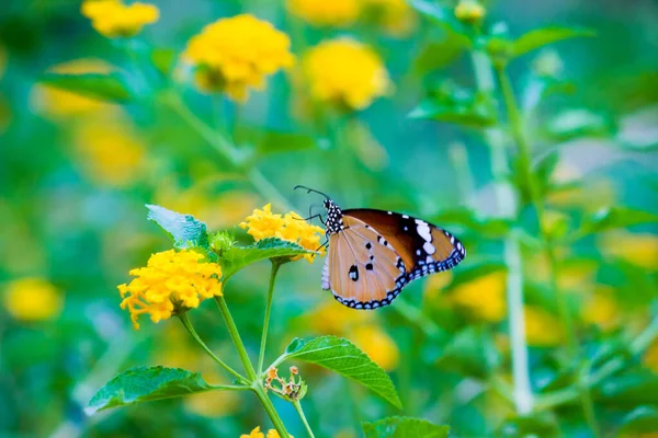 Image Papillon Tigre Aussi Connu Sous Nom Danaus Chrysippus Papillon — Photo