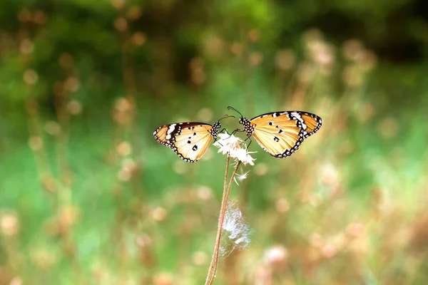 호랑이 나비의 모습이나 리시포스 나비로 도알려져 — 스톡 사진