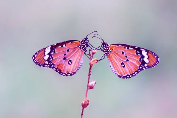 Изображение Бабочки Тигра Известной Бабочка Данауса Покоящейся Цветочных Растениях — стоковое фото