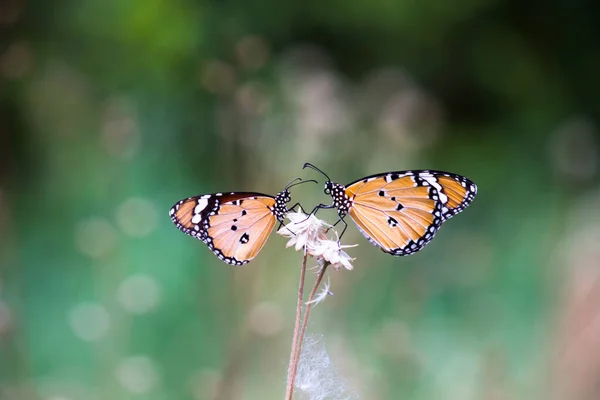 Imagen Mariposa Tigre También Conocida Como Mariposa Danaus Chrysippus Descansando — Foto de Stock