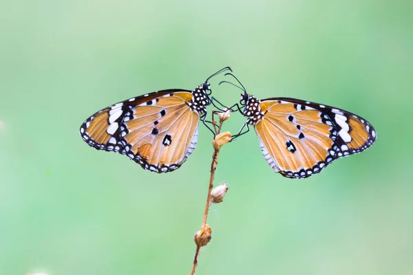 Image Papillon Tigre Aussi Connu Sous Nom Danaus Chrysippus Papillon — Photo