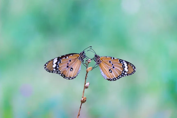 Imagem Borboleta Tigre Também Conhecida Como Borboleta Crisálida Danaus Descansando — Fotografia de Stock