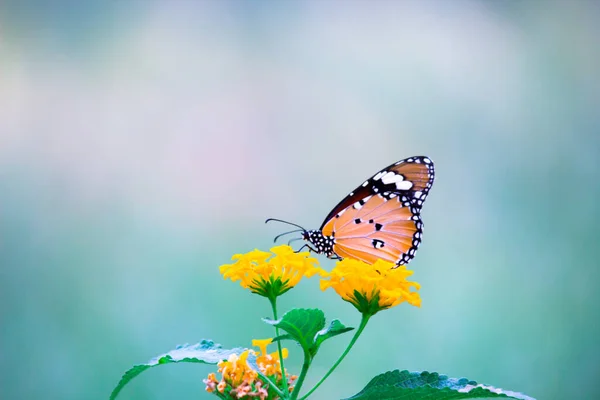 老虎蝴蝶或也被称为达瑙斯蝴蝶的图像落在花草上 — 图库照片