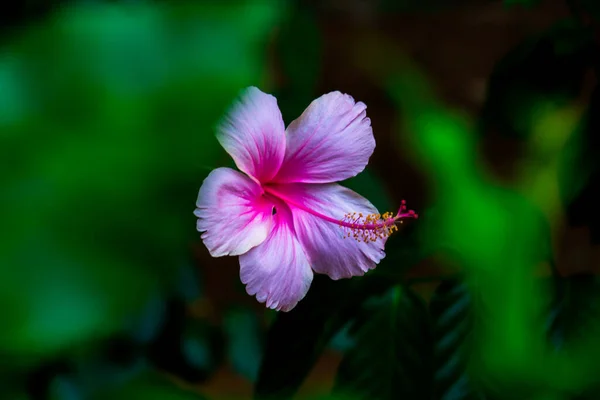 Fiore Ibisco Piena Fioritura Durante Primavera Parco Pubblico India — Foto Stock