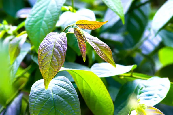 Tropikal yağmur ormanları bitkileri çalılar, yeşil yapraklar, tropik bahçedeki filodendronlar.