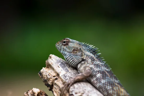 Garden Lizard Tree Log Its Natural Habitat — Fotografia de Stock