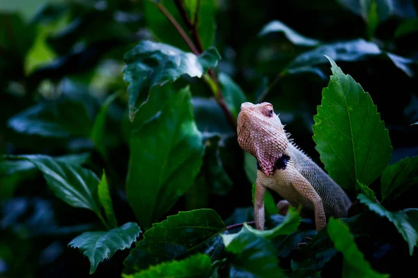 Jaszczurka Ogrodowa Gałęzi Rośliny Swoim Naturalnym Środowisku — Zdjęcie stockowe