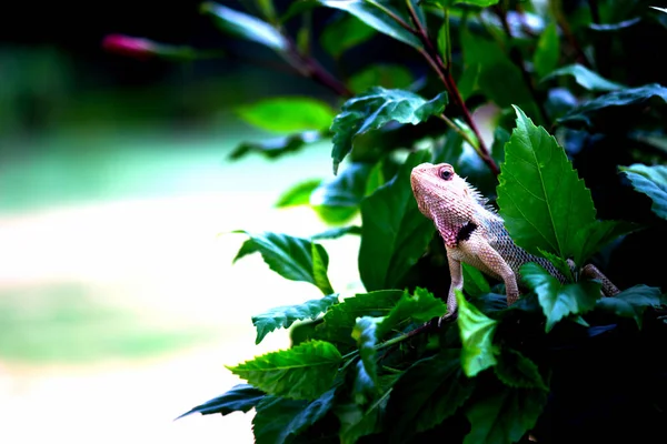 植物自然栖息地的枝条上的花园蜥蜴 — 图库照片