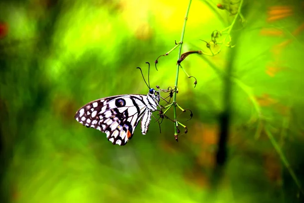 Lemon Butterfly Lime Swallowtail Chequered Swallowtail Butterfly Resting Flower Plants — Stock Photo, Image