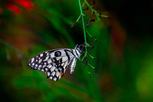 Lemon Butterfly Lime Swallowtail Chequered Swallowtail Butterfly Resting Flower Plants — Stockfoto