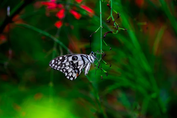 Borboleta Limão Rabo Andorinha Limão Rabo Andorinha Chequered Borboleta Descansando — Fotografia de Stock