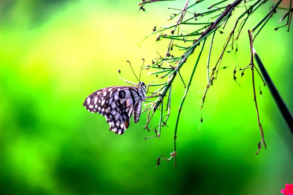 Papillon Citron Tilleul Hirondelle Hirondelle Damier Papillon Reposant Sur Les — Photo