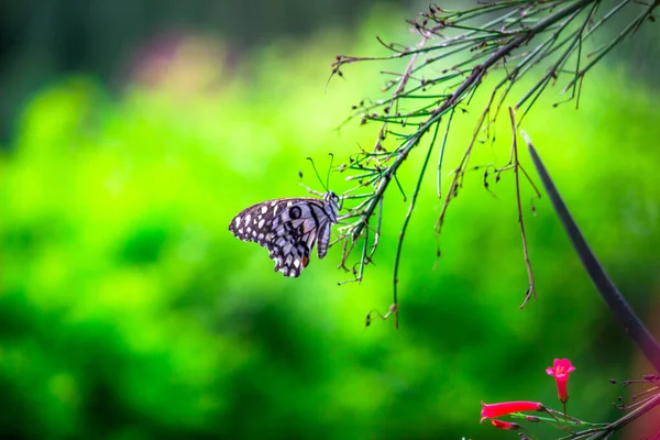 柠檬蝴蝶 石灰燕尾蝶 燕尾蝶 燕尾蝶 栖息在花木上 — 图库照片