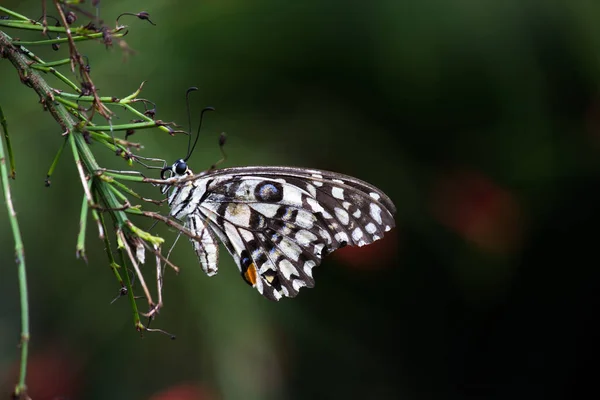 Lemon Butterfly Lime Swallowtail Chequered Swallowtail Butterfly Resting Flower Plants — Foto de Stock