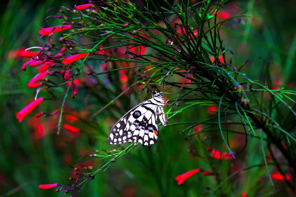 Zitronenfalter Lindenschwalbenschwanz Und Karierter Schwalbenschwanz Schmetterling Der Auf Den Blütenpflanzen — Stockfoto