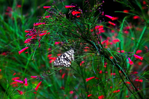 Zitronenfalter Lindenschwalbenschwanz Und Karierter Schwalbenschwanz Schmetterling Der Auf Den Blütenpflanzen — Stockfoto